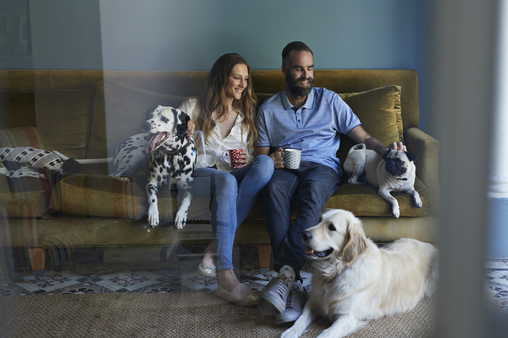 Husband and wife enjoy coffee on couch with their regular and jumbo sized dogs, smiling after opening a jumbo certificate. 