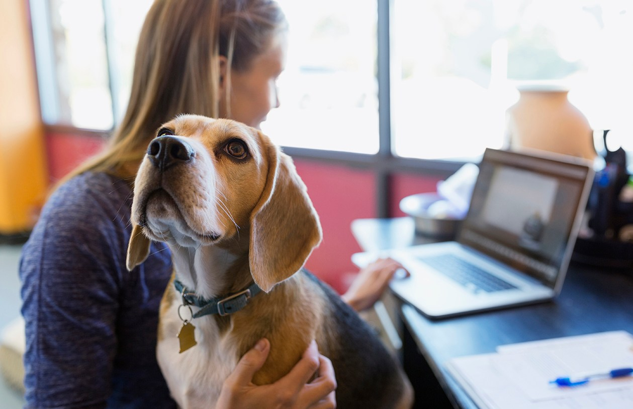 woman working on laptop with dog on lap
