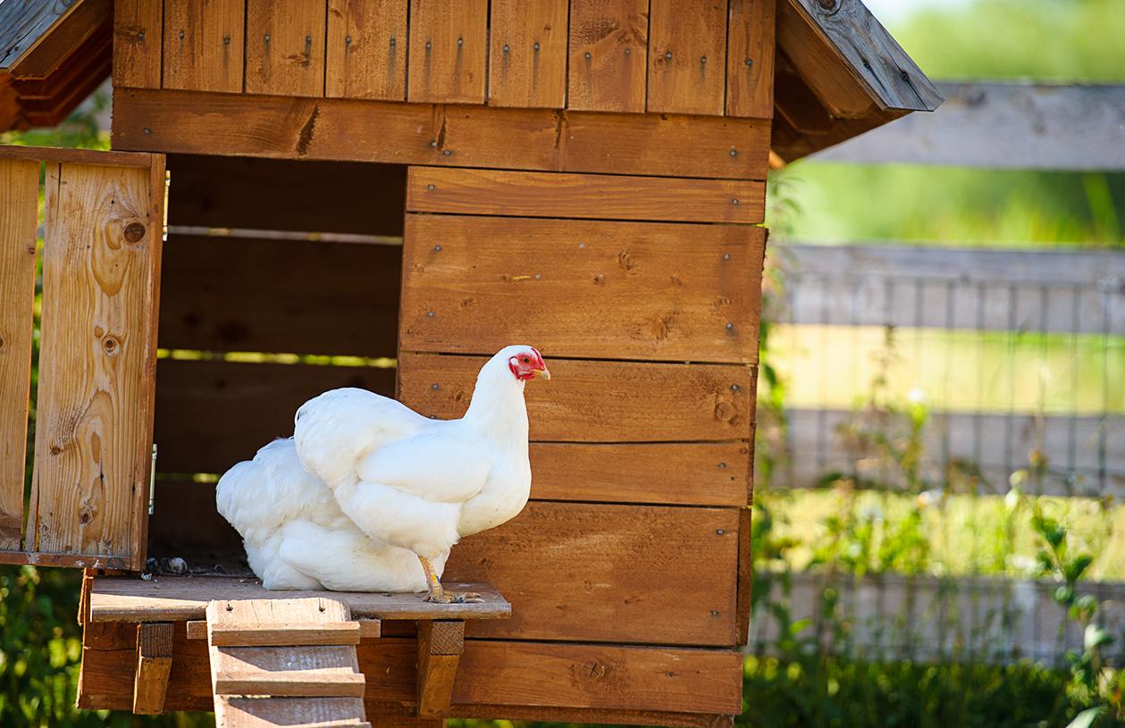 How to start a backyard chicken coop for eggs